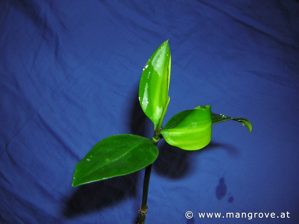 Rhizophora stylosa cultivation